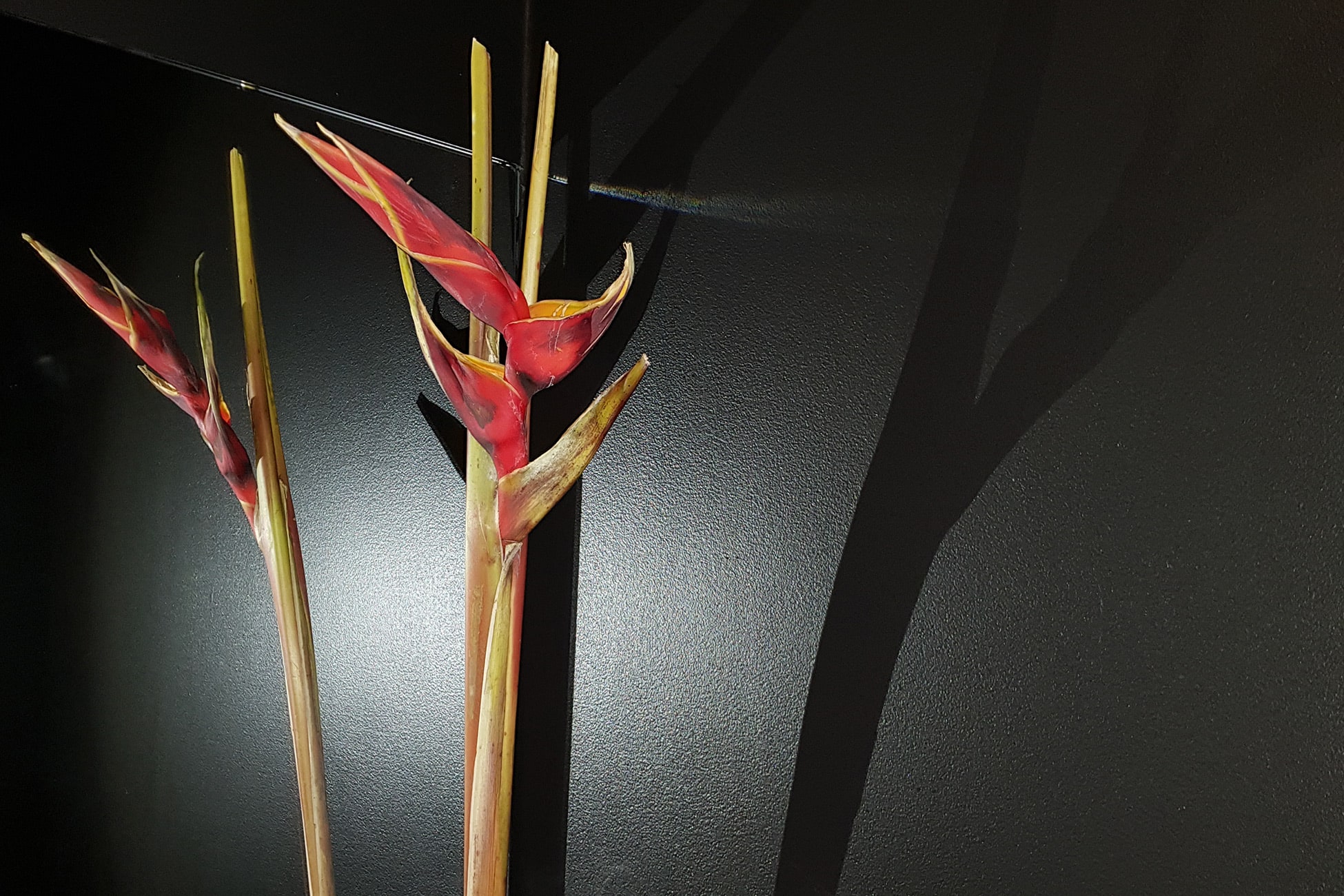 Doch größern Ruhm wird der verdienen, Der Farben kauft und malt mit ihnen (...) So meisterlich in Öl gesetzt? Wer wird vor allen hochgeschätzt? Der Farbenkünstler! Und mit Grund! Er macht uns diese Welt so bunt.